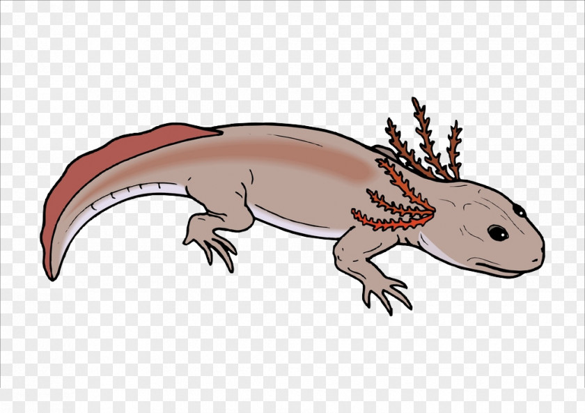 Red Lizard Salamander Chinese Fire Belly Newt Axolotl PNG