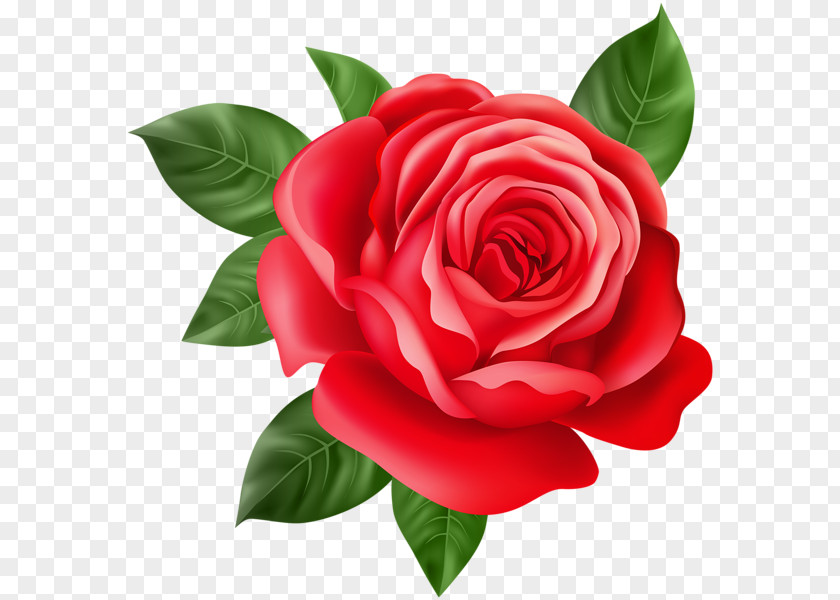 Red Rose Decorative Best Roses Flower Purple Clip Art PNG