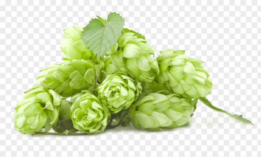 Vektor Beer Brewing Grains & Malts India Pale Ale Hops Brewery PNG