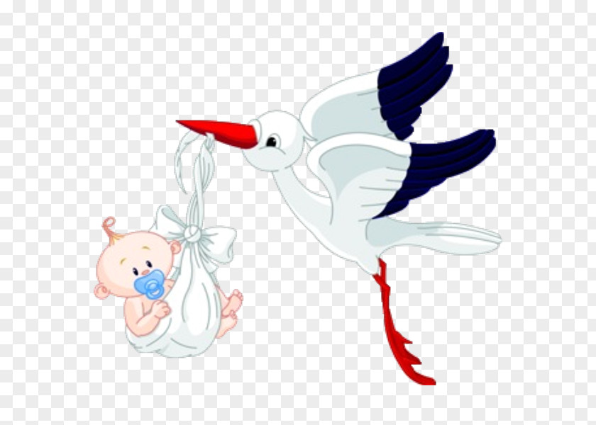 Animal Stork Bird Infant Clip Art PNG