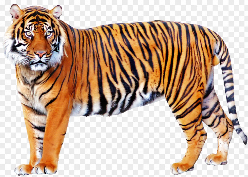 Cartoon Tiger Lion Felidae Big Cat Clip Art PNG