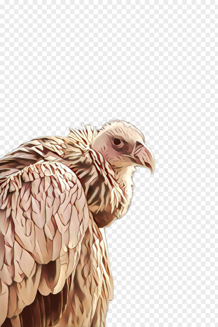 Feather Eagle PNG