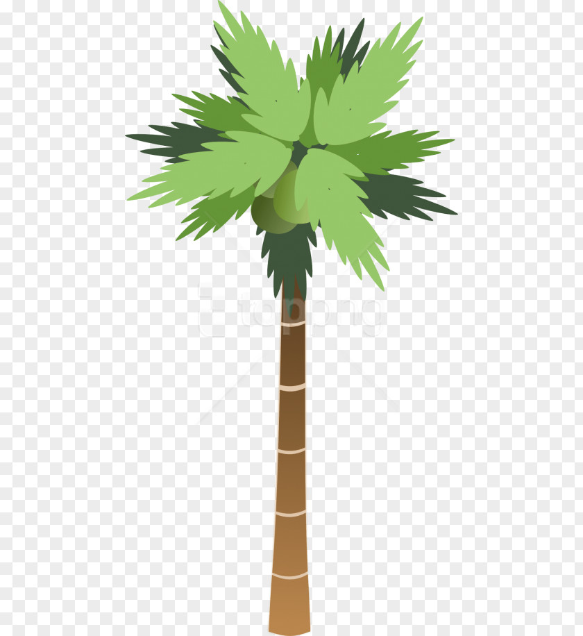 Flower Roystonea Coconut Tree Drawing PNG