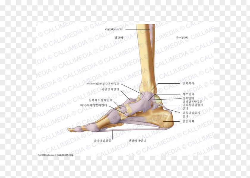Human Bein Finger Foot Deltoid Ligament Anatomy PNG