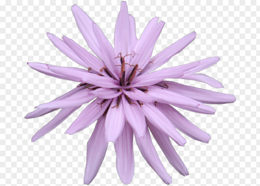 Summer Music Flower Purple Petal PNG
