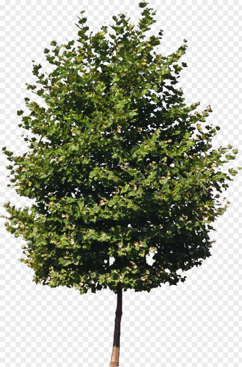 Bushes Tree Isometric Graphics In Video Games And Pixel Art Clipping Path Sprite PNG