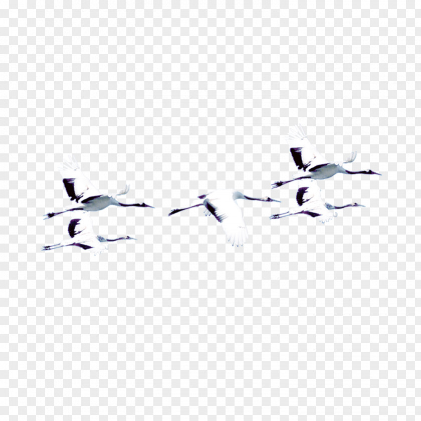 Crane Decorative Pattern Bird Clip Art PNG