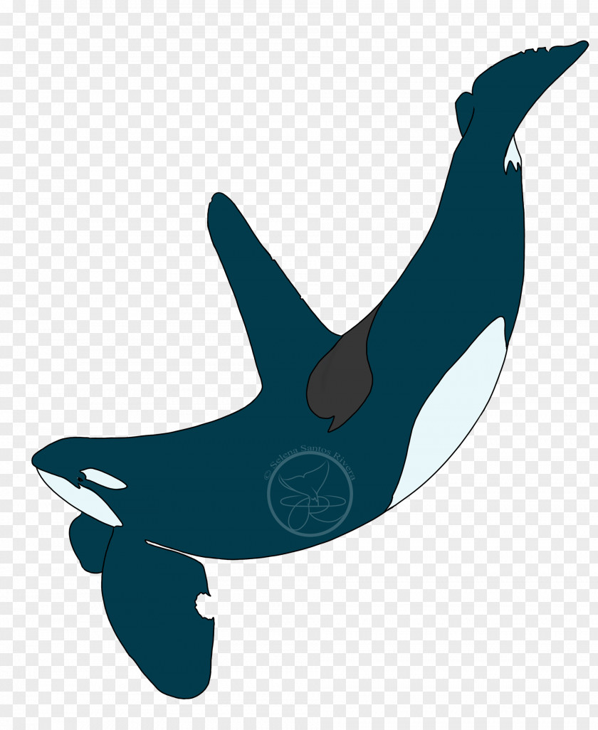 Dolphin Common Bottlenose Killer Whale Clip Art Marine Biology PNG