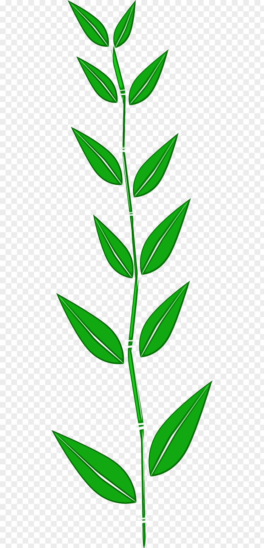 Pedicel Plant Green Grass Background PNG