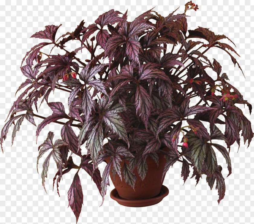 Potted Plants Plant Penjing Flowerpot Clip Art PNG