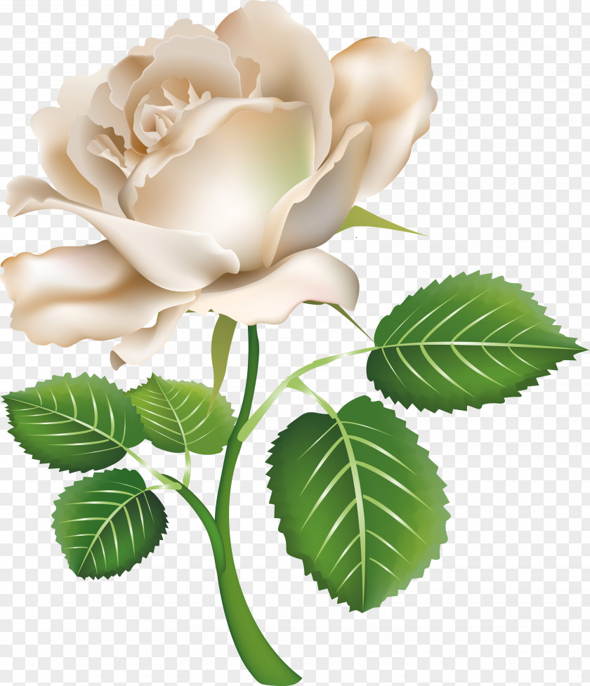 White Rose PNG