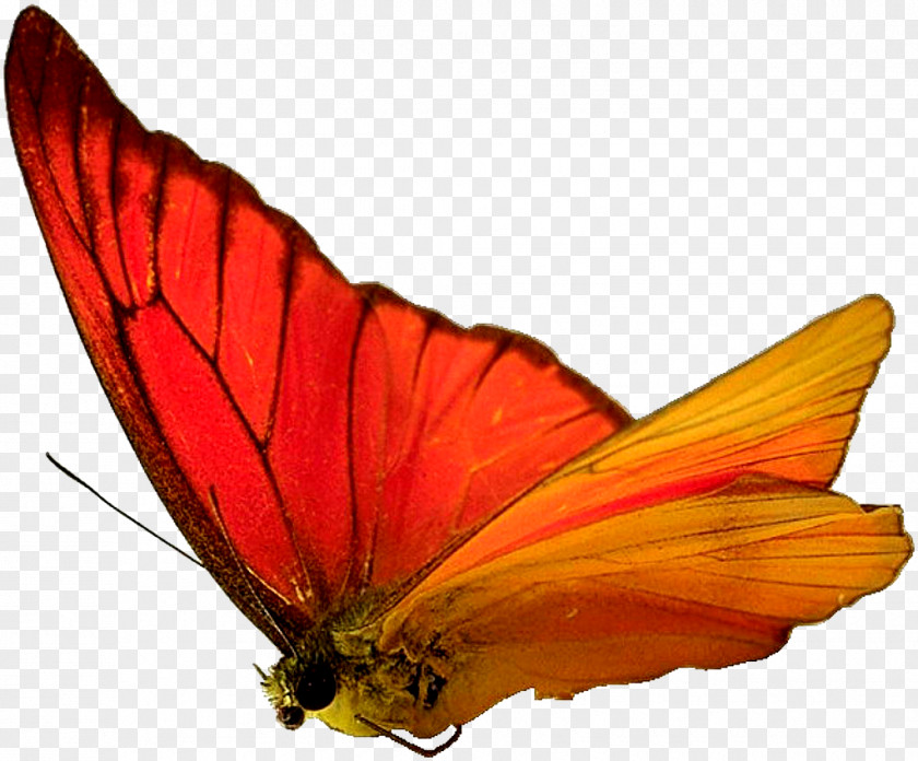 Butterfly,insect,specimen Butterfly Insect Moth Wallpaper PNG