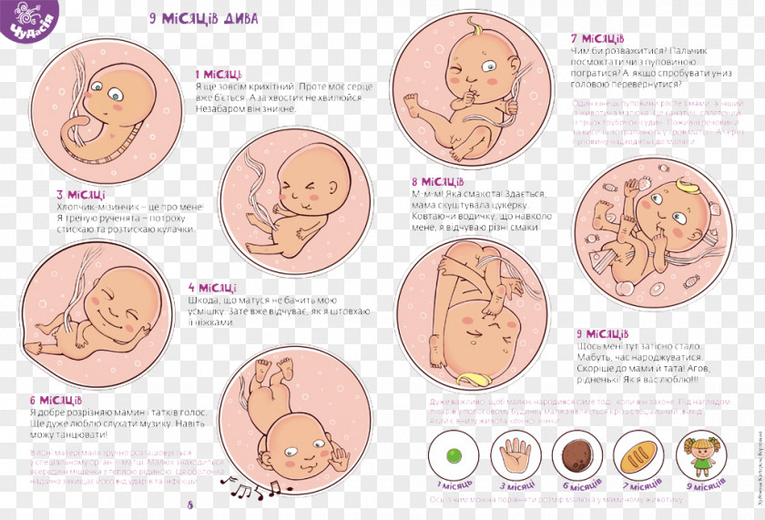 Cartoon Baby Growth Designer Illustration PNG