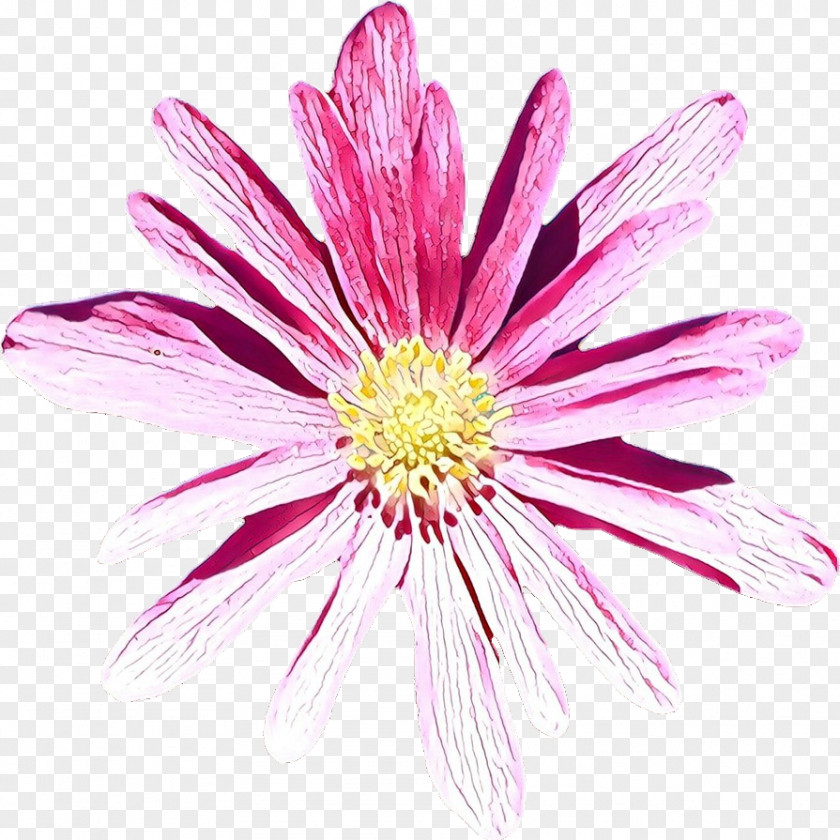 Flower Petal Pink Plant Barberton Daisy PNG