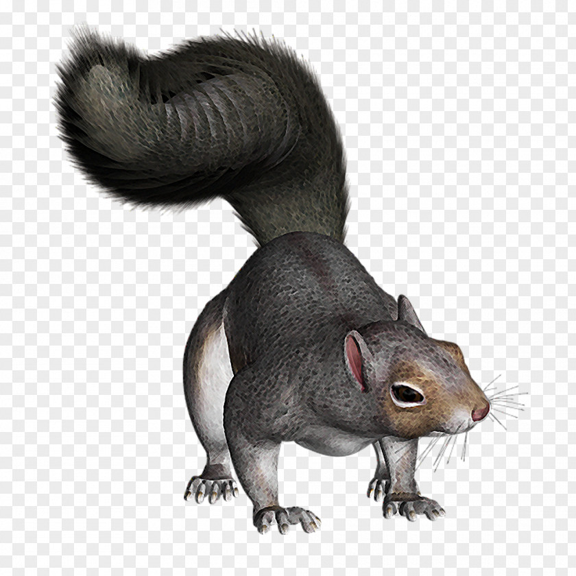 Grooms Clipart Squirrel Rodent Image Clip Art PNG