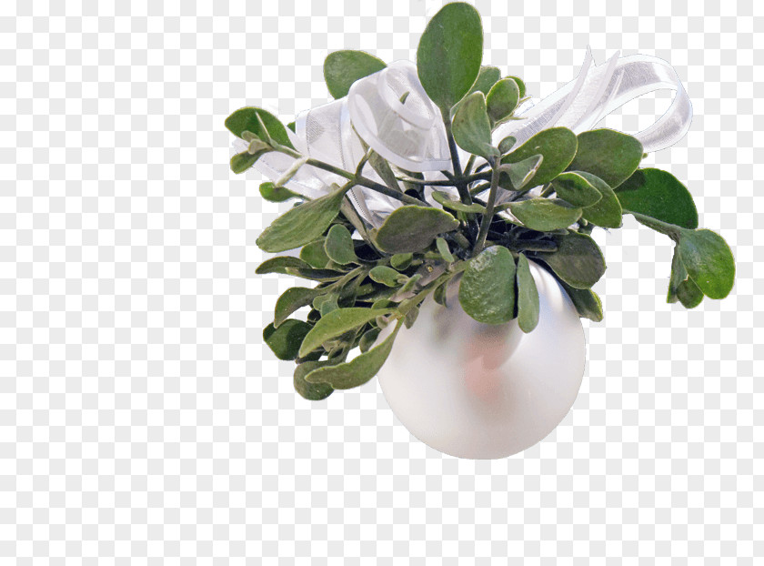 Mistletoe. Flowerpot Leaf Branching PNG