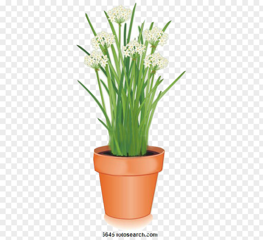 Perennial Plant Stem Flower Flowering Flowerpot Houseplant PNG