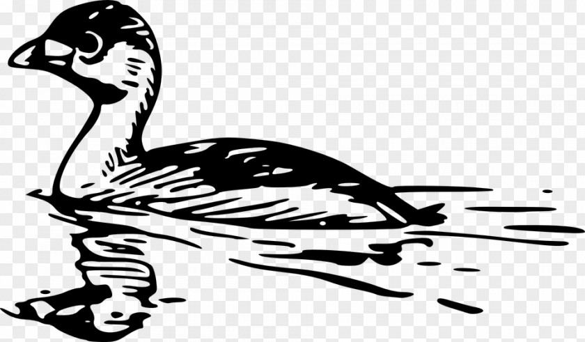 Bird Swimming Cliparts Cygnini Clip Art PNG