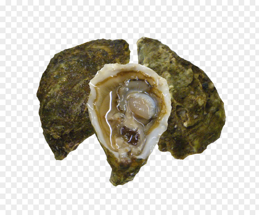 Minced Garlic Oyster PNG