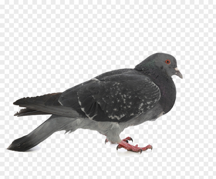 Pigeon Pictures Columbidae Stock Dove Photography PNG