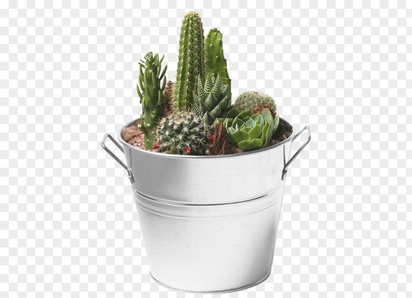 Cactus Succulent Plant Desktop Wallpaper Transparency PNG