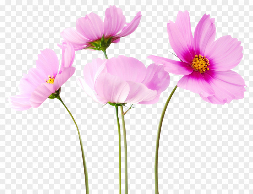 Cosmea Flower Clip Art PNG