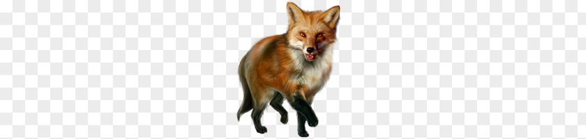 Fox PNG clipart PNG