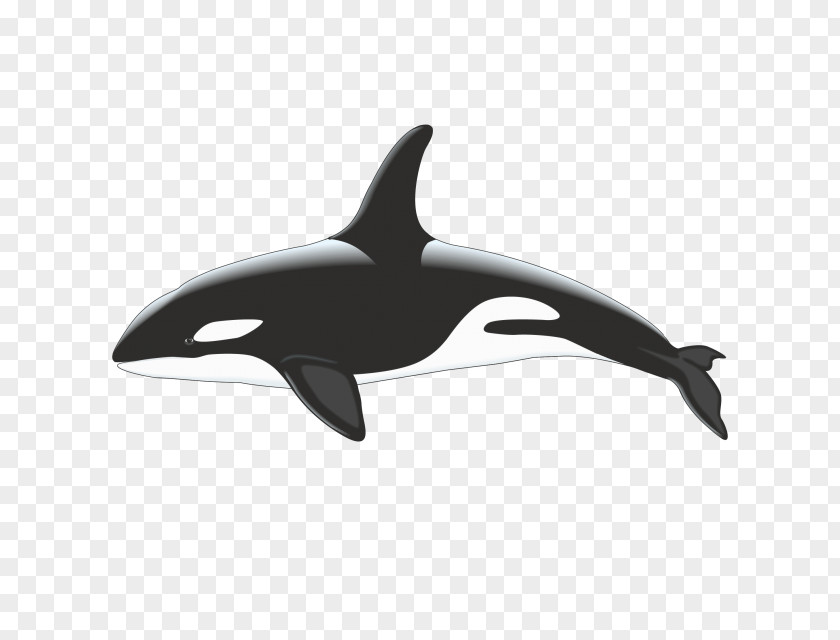 Killer Whale Cetacea Stock Photography PNG