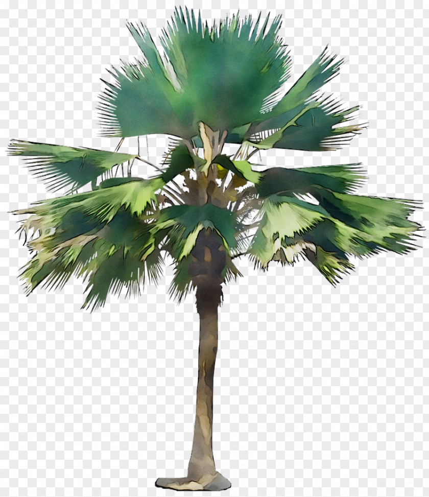 Asian Palmyra Palm Babassu Coconut Trees Date PNG
