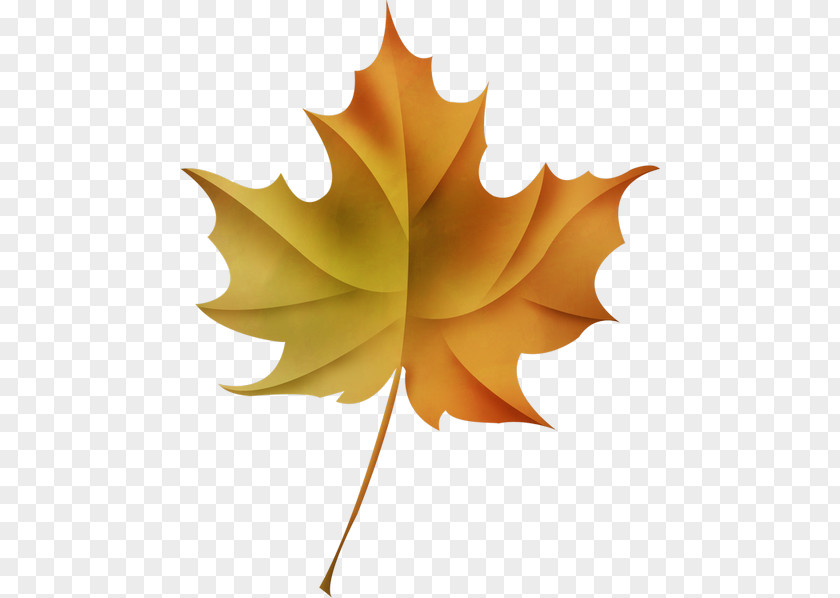 Leaf Maple PNG