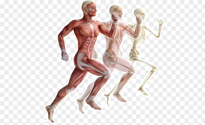 Skeleton Skeletal Muscle Human Muscular System Body PNG