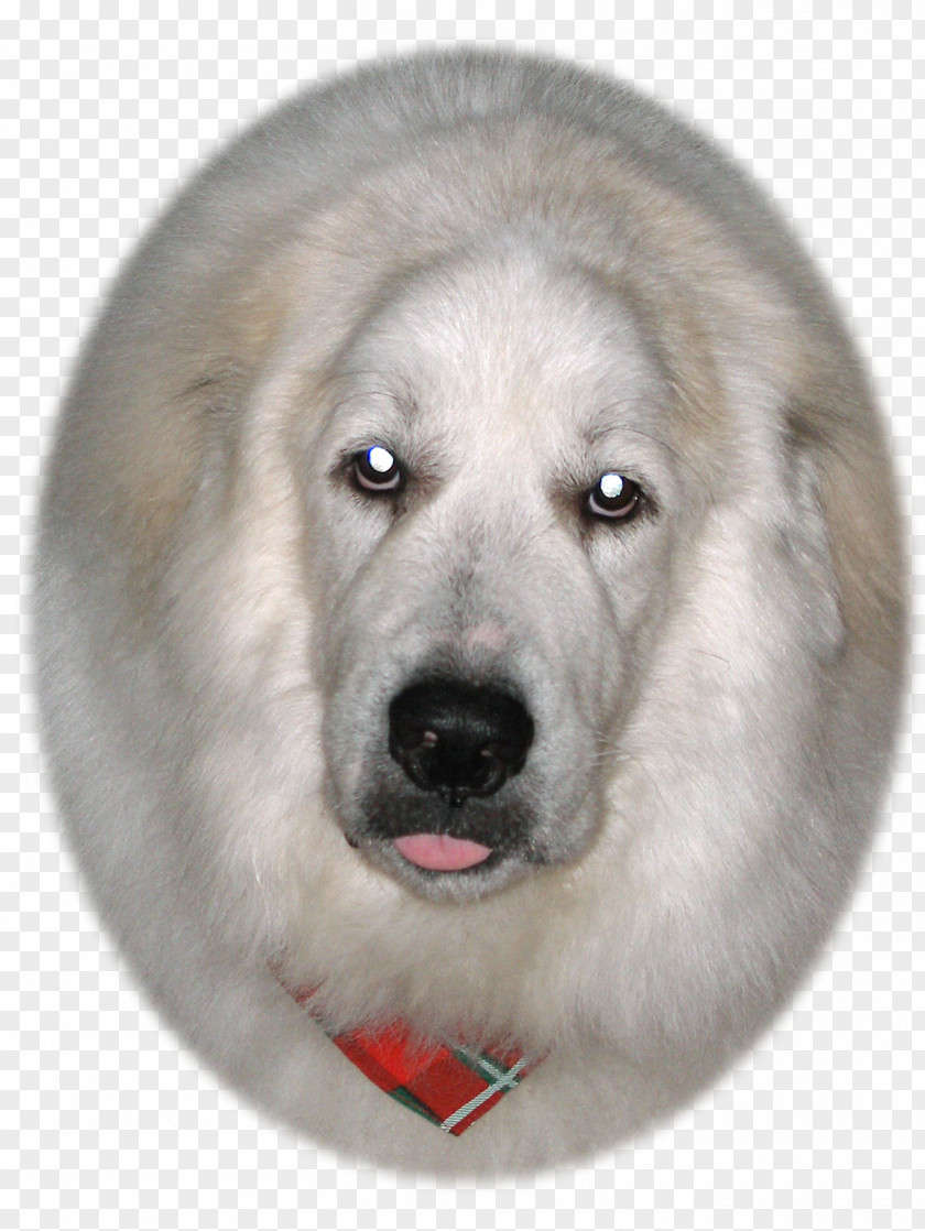 White-dog Sarplaninac Great Pyrenees Dog Breed Livestock Guardian Snout PNG