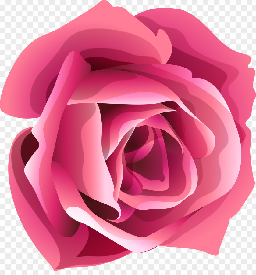 White Rose Garden Roses Flower Clip Art PNG