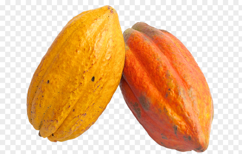 Chocolate Theobroma Cacao Cocoa Bean Solids PNG