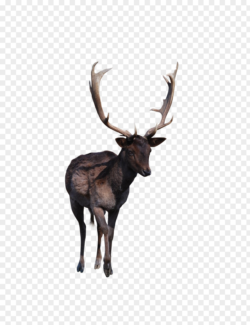 Deer Reindeer Elk Red Antler PNG