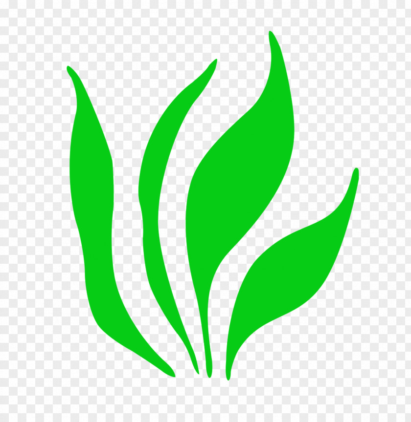 Gellerup Herbaceous Plant Image Clip Art PNG