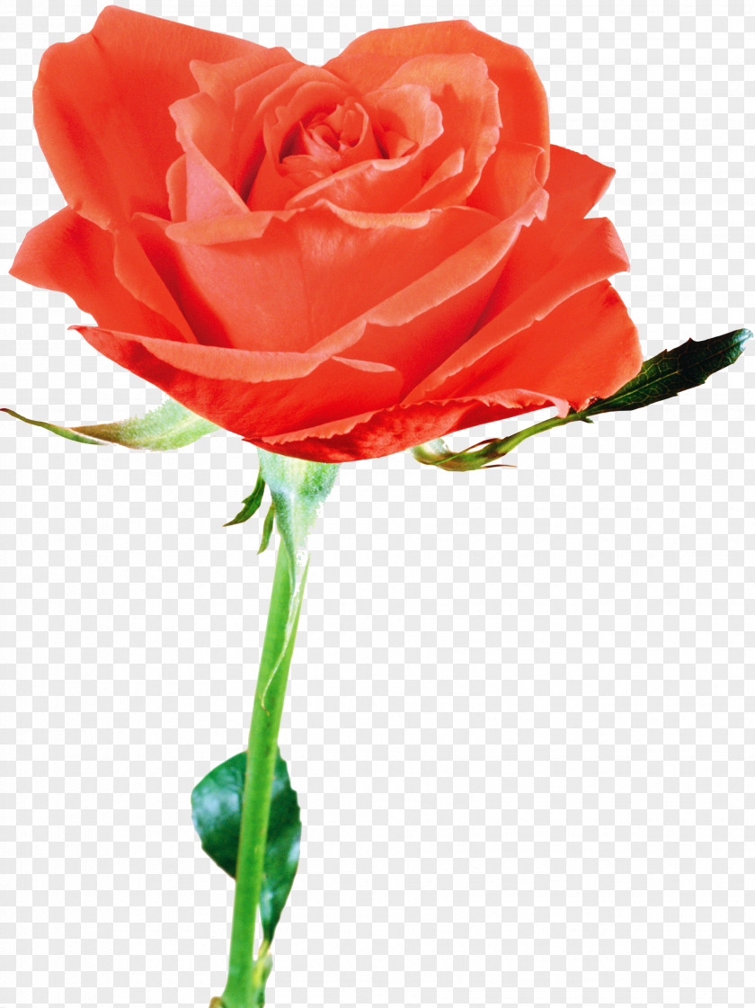 K Flower Beach Rose Petal Red PNG