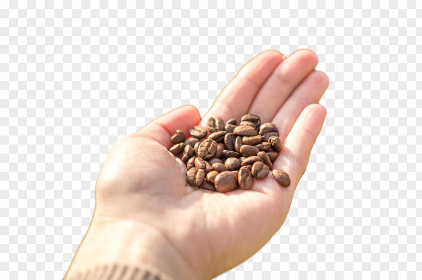 Seed Finger Hand Plant Food PNG