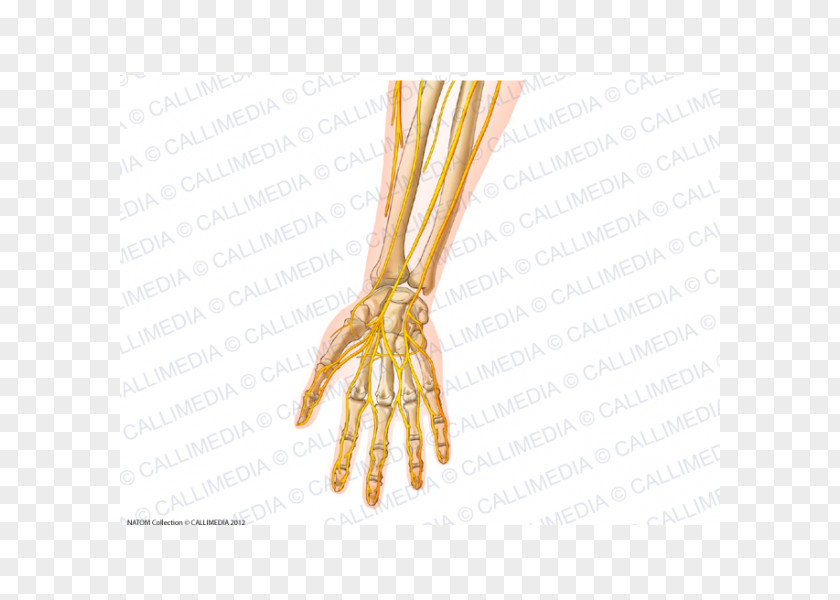 Arm Forearm Nerve Peripheral Nervous System PNG