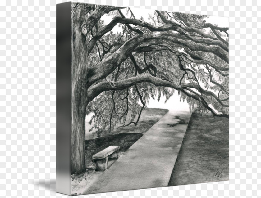 Campus Of Texas Am University Century Tree Picture Frames Canvas Gallery Wrap Imagekind PNG