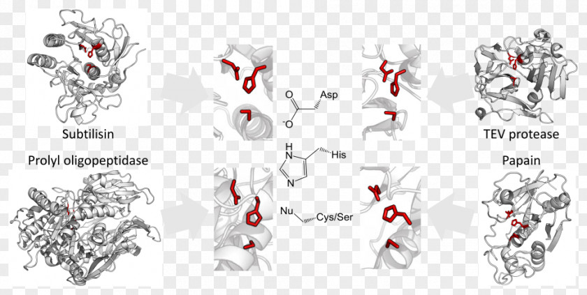 Catalytic Triad Convergent Evolution Threonine Protease PNG