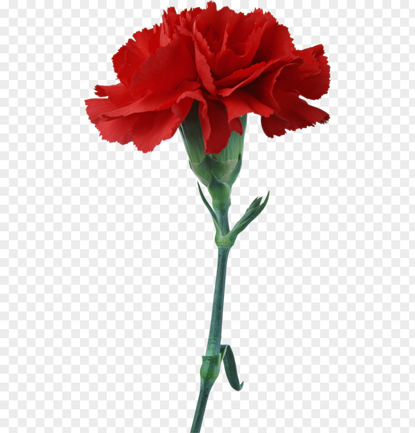 Flower Carnation Cut Flowers Stock Photography Clip Art PNG