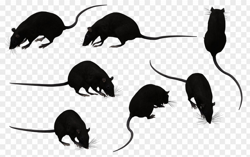 Rat Black Murids Mouse Rodent Animal PNG
