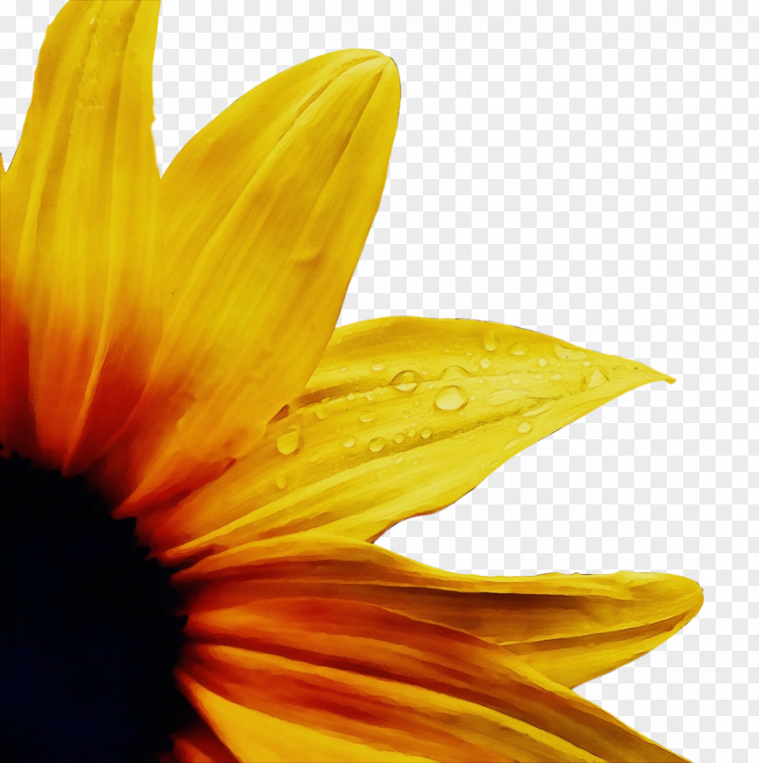 Sunflower PNG