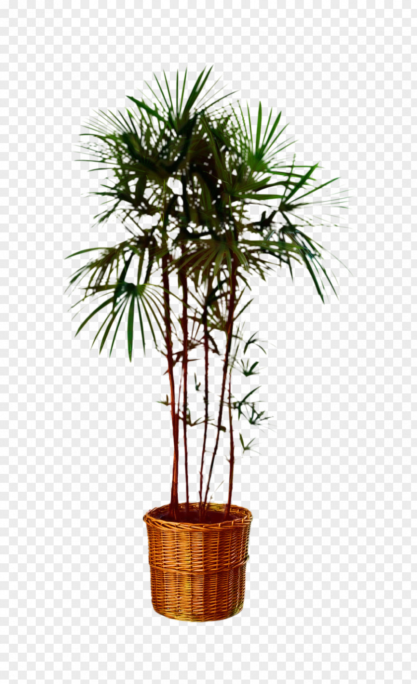Tree Asian Palmyra Palm Plants Nursery Drachenbaum Geflochten Sortenmix PNG