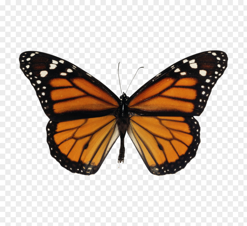 Butterfly Monarch Biosphere Reserve Sanctuary Clip Art PNG