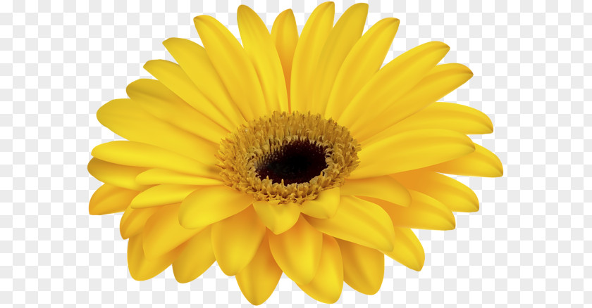 Common Daisy Royalty-free Clip Art PNG