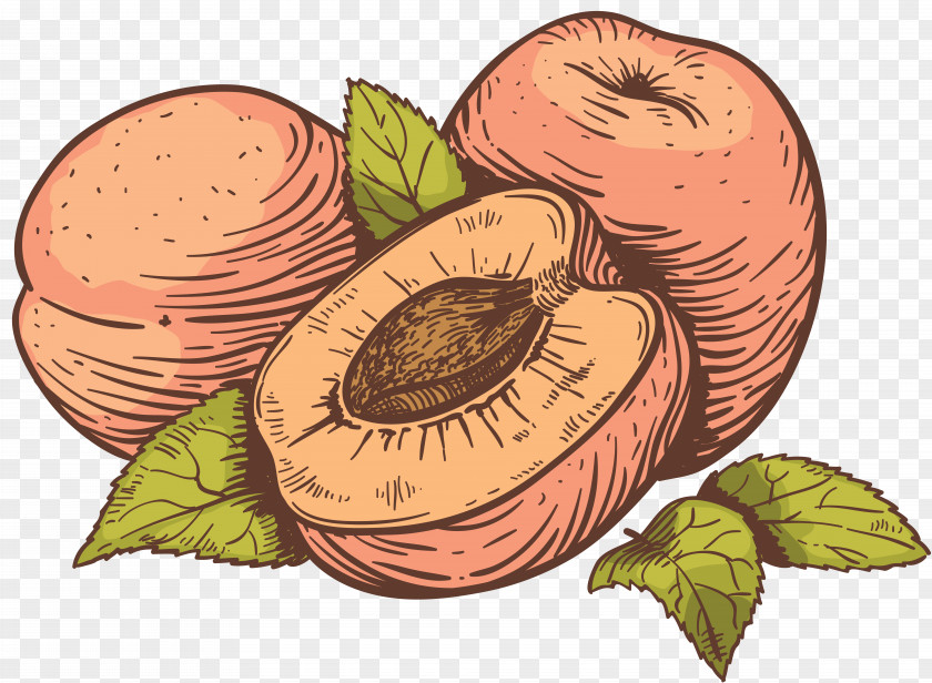 Peach Drawing Royalty-free PNG