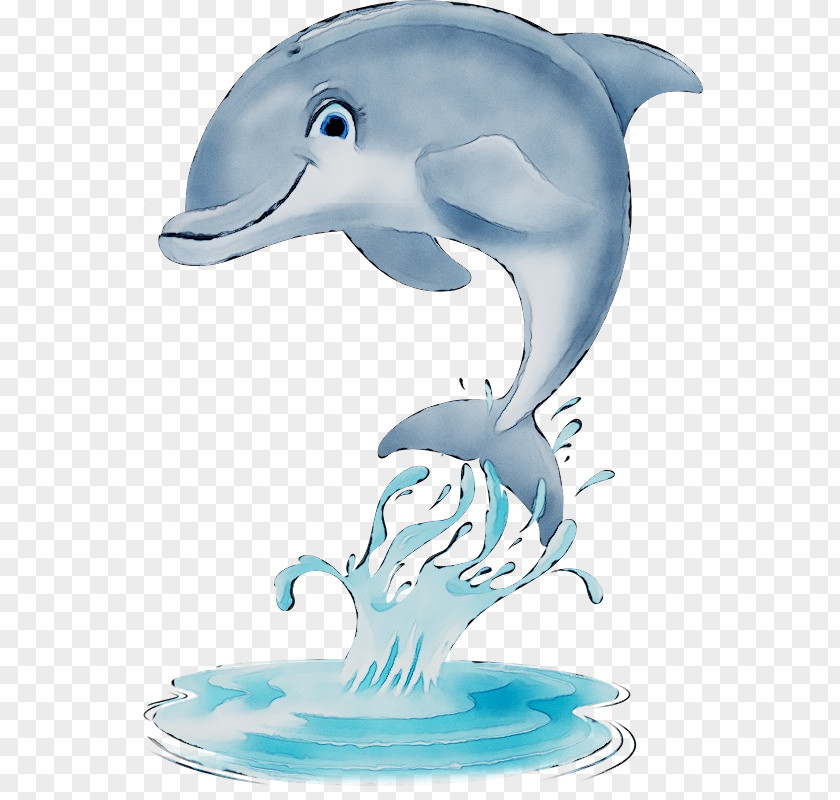 Common Bottlenose Dolphin Tucuxi Short-beaked Rough-toothed PNG