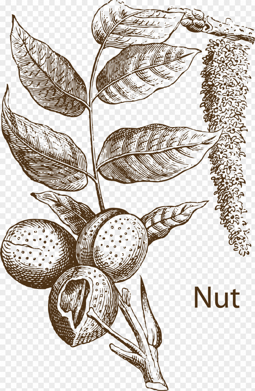 Fruit Herbs Drawing Tree Illustration PNG